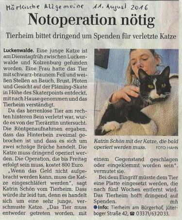 Katzen Not OP