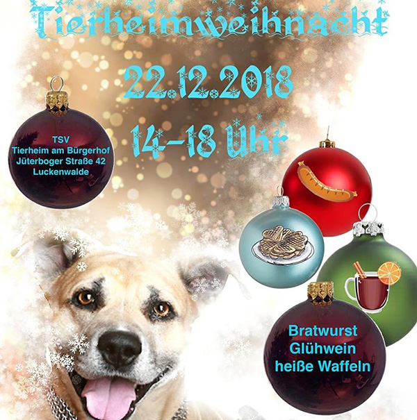 Weihnachten im Tierheim